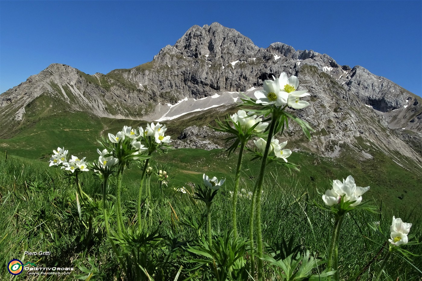 69 Anemoni narcissini con vista verso Corna Piana-Arera.JPG